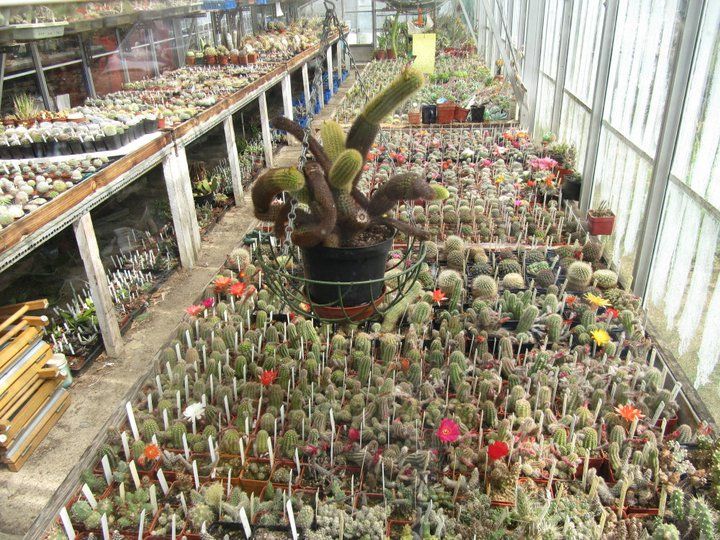 Kent and Conniseurs Cacti ( south east ) UK